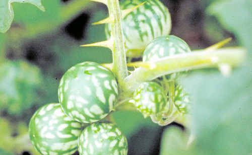 Tropical soda apple has been found in the Clarence Valley. Tropical soda apple has been found in the Clarence Valley.